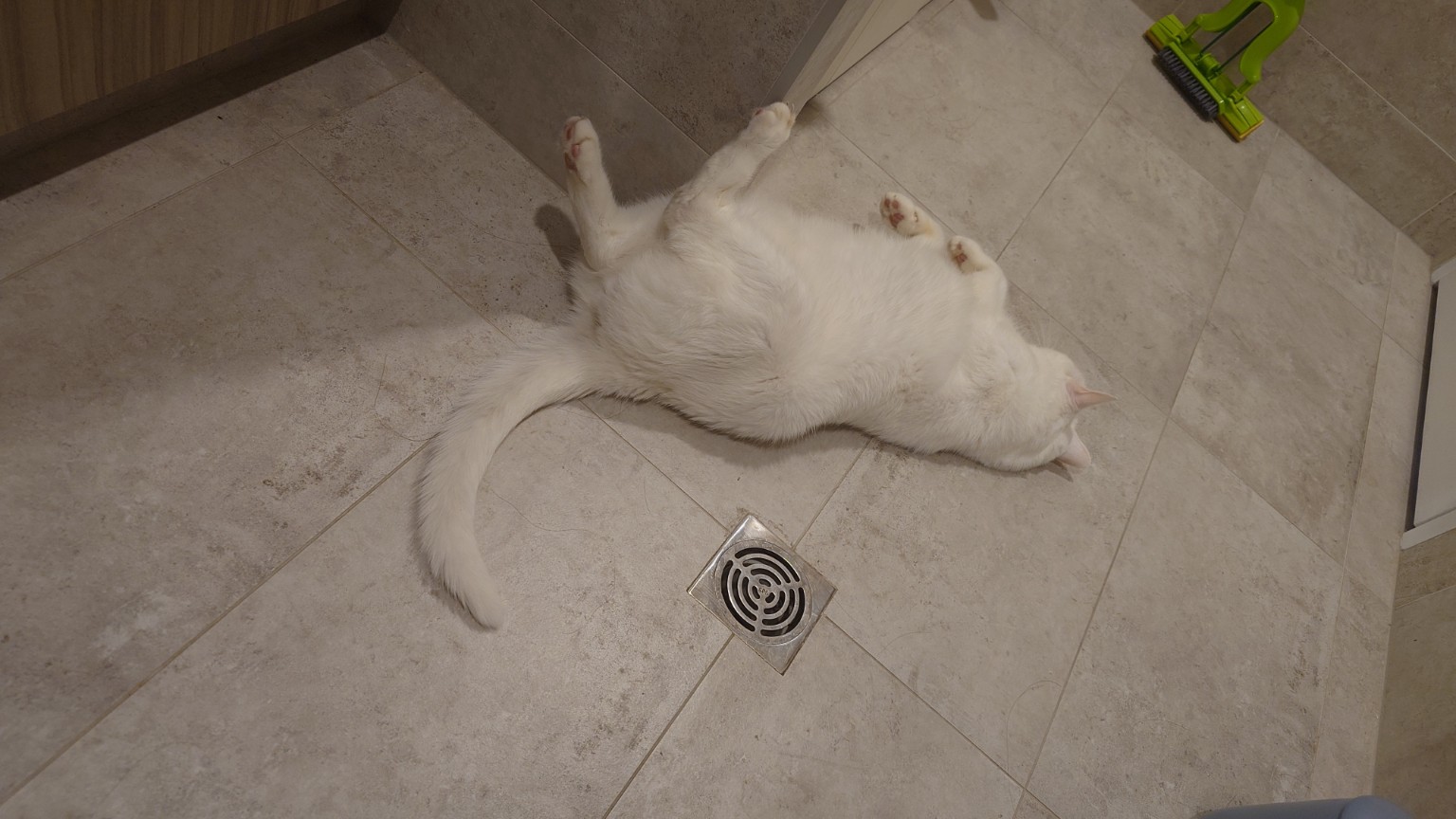 Piru sprawled on the tiled floor with his tummy up and paws in the air.