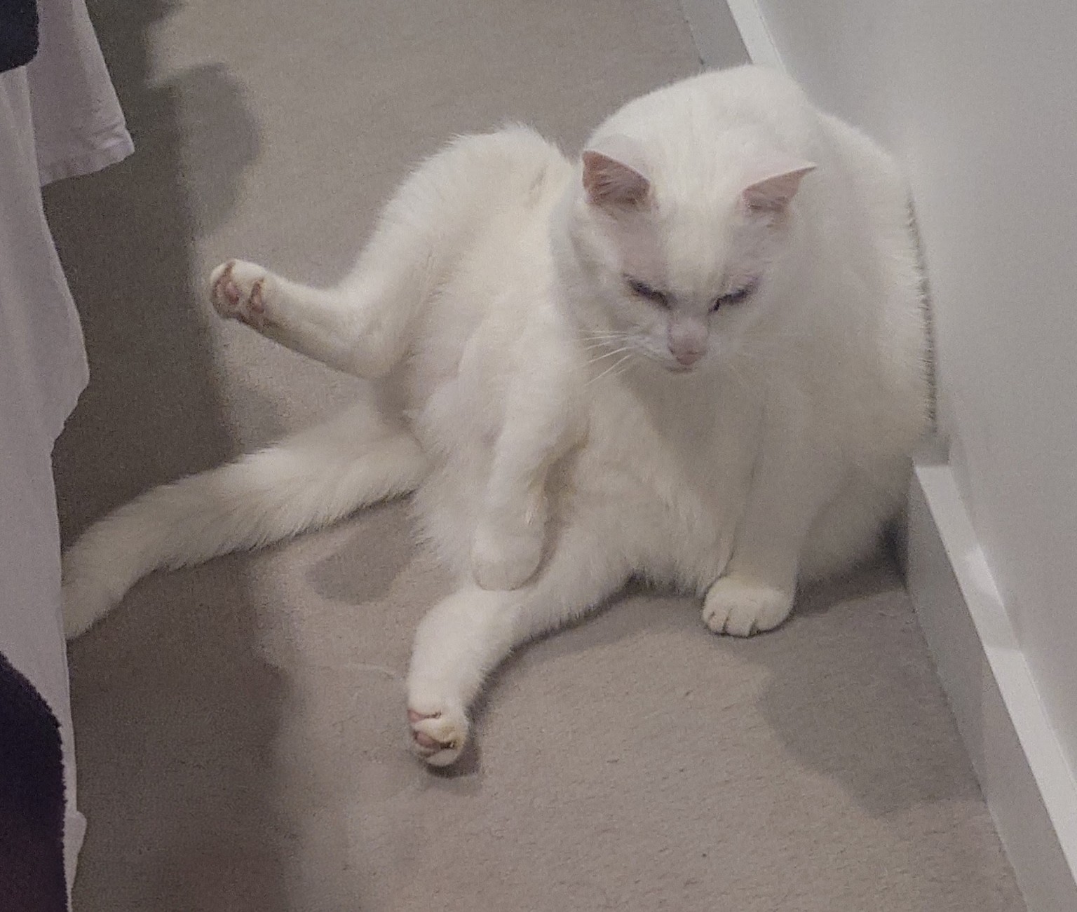 Piru sitting with his round belly and one back leg sticking out.