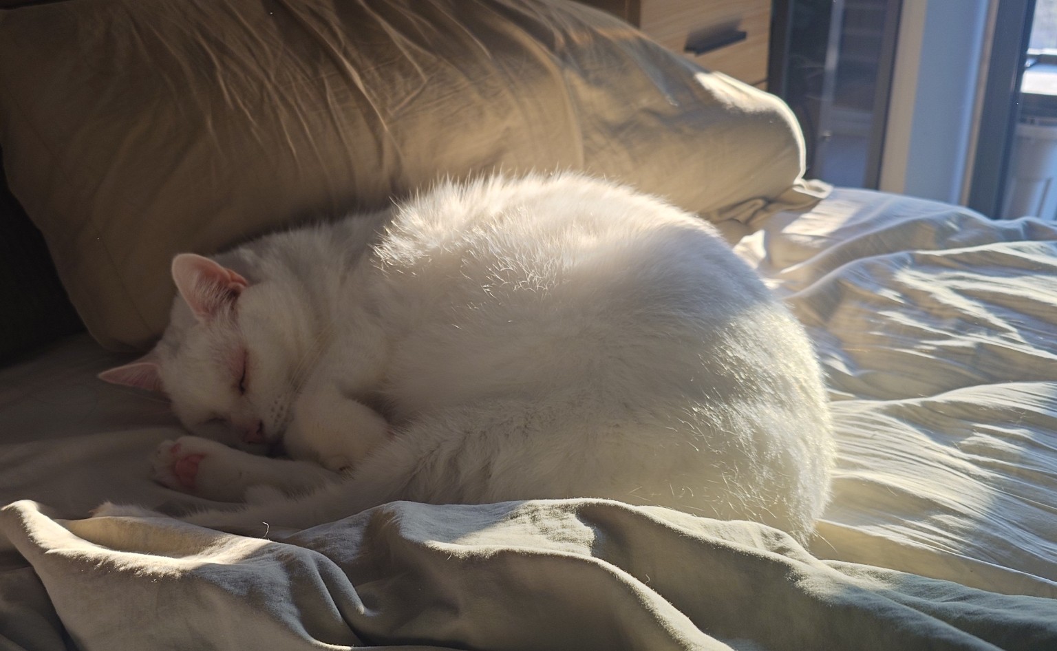 Piru sleeping in a patch of sunlight on the sofa.
