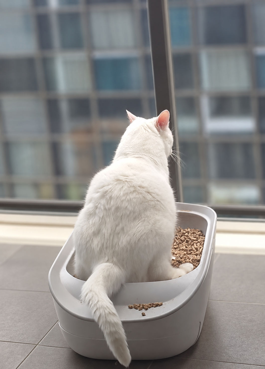 Piru sitting with his back to the camera, looking out at a softly blurred window.
